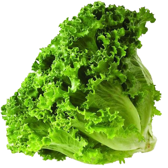 Lechuga Orgánica