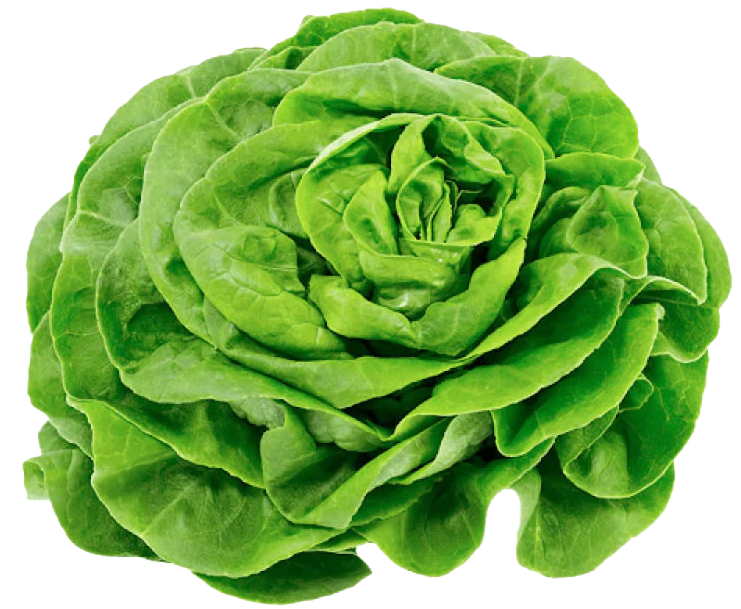Lechuga Seda